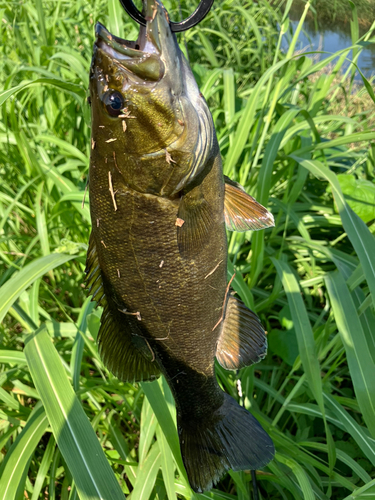 スモールマウスバスの釣果