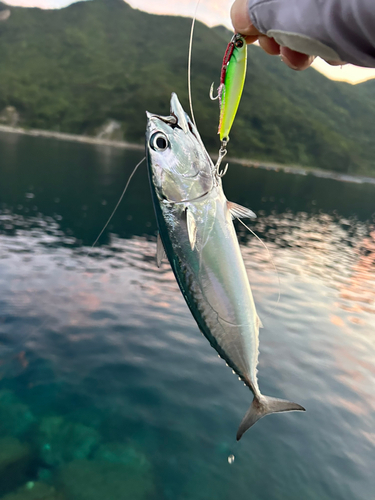 ソウダガツオの釣果