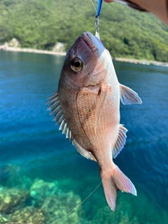 チャリコの釣果