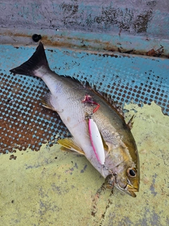 イサキの釣果