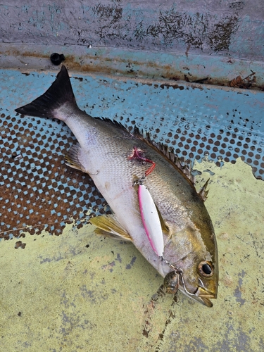 イサキの釣果