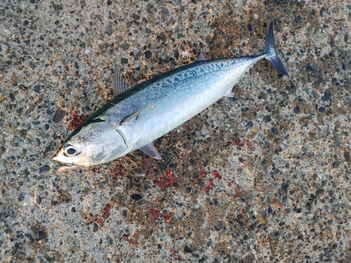 ソウダガツオの釣果