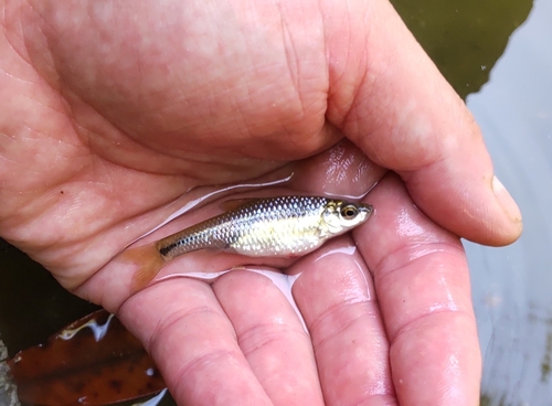 モツゴの釣果