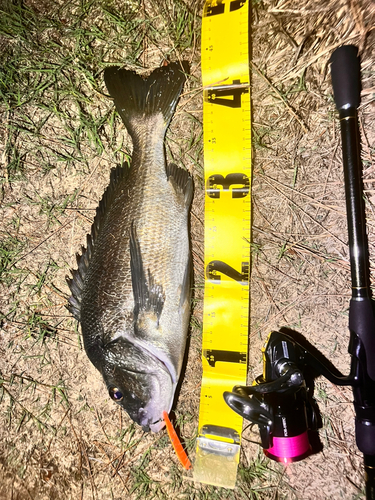 クロダイの釣果