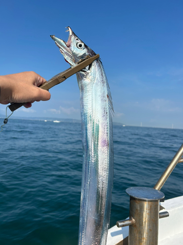 タチウオの釣果