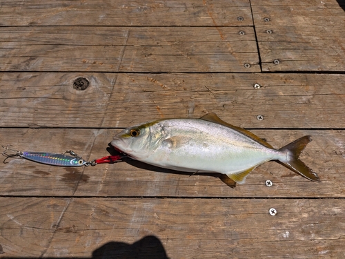 カンパチの釣果