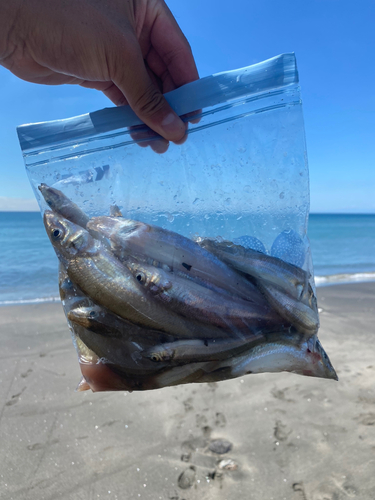 シロギスの釣果