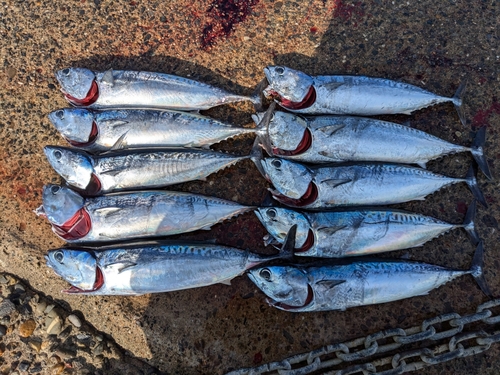 ソウダガツオの釣果