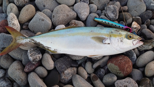 ハマチの釣果