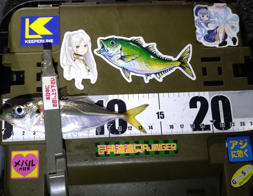 マアジの釣果