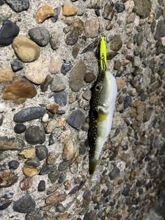 クサフグの釣果