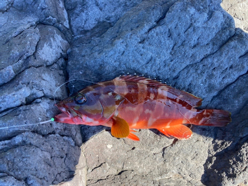 アカハタの釣果