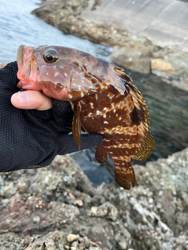 キジハタの釣果