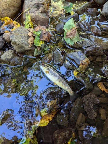 ブラウントラウトの釣果