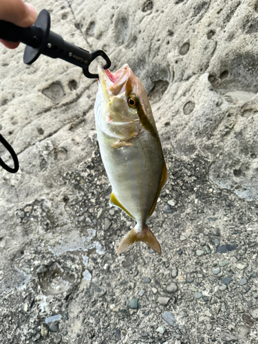 ショゴの釣果