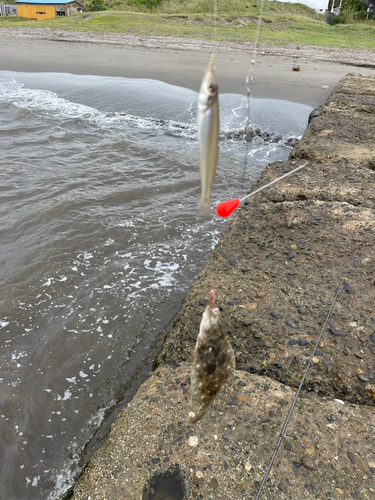 キスの釣果