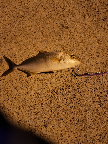 ショゴの釣果