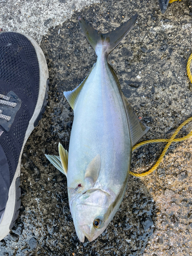 ネリゴの釣果