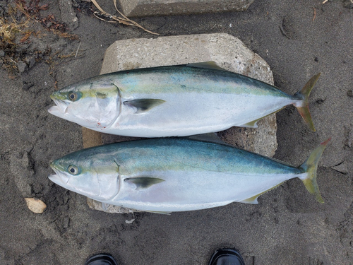 ワラサの釣果