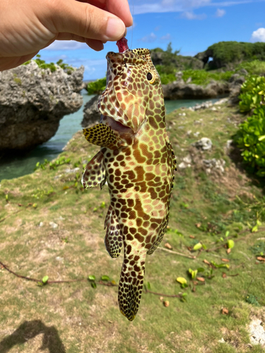 イシミーバイの釣果