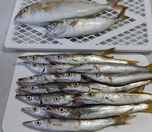 カマスの釣果