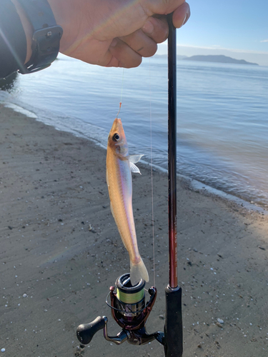 キスの釣果