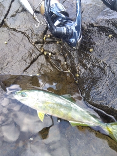 ワカシの釣果