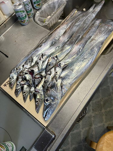 タチウオの釣果