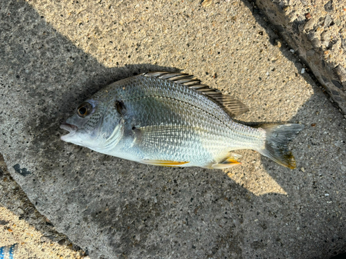 キビレの釣果