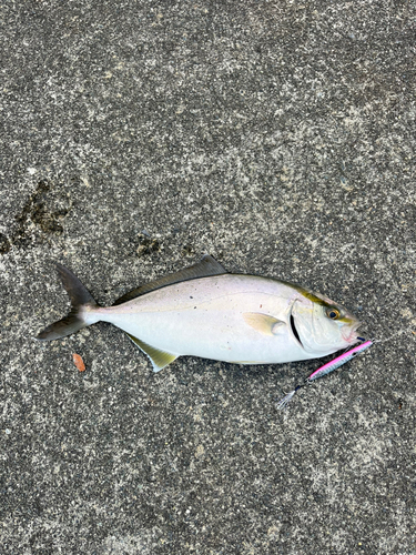 カンパチの釣果