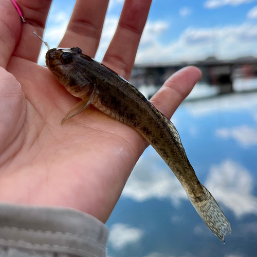 ハゼの釣果