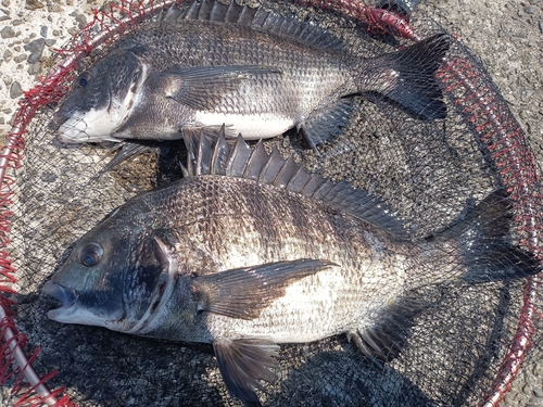 チヌの釣果