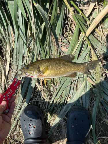 スモールマウスバスの釣果