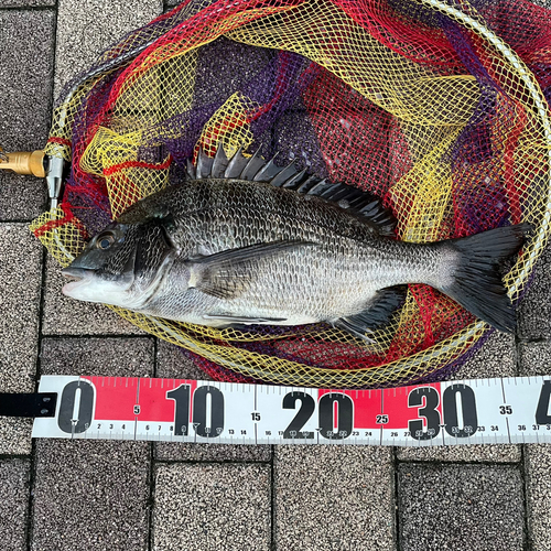 クロダイの釣果