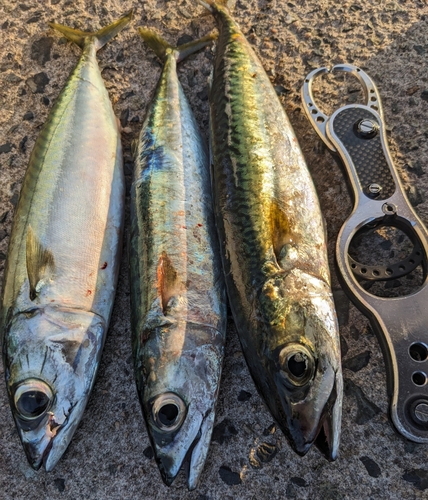 サバの釣果