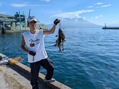 チヌの釣果