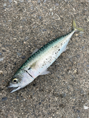 サバの釣果