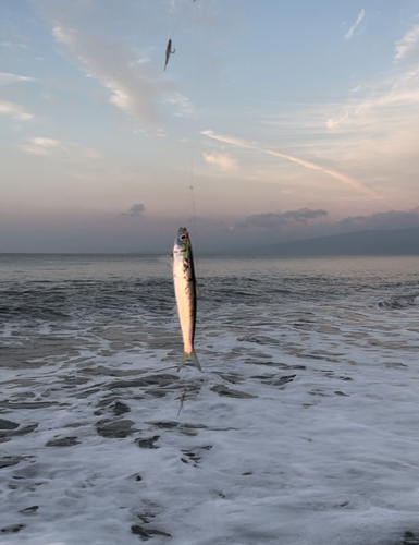 ウルメイワシの釣果