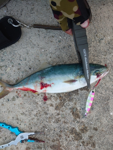 ツバスの釣果