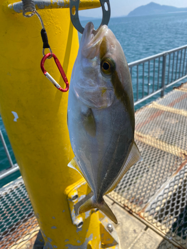 ネリゴの釣果