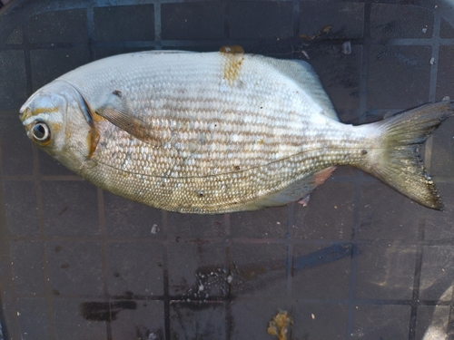 イスズミの釣果