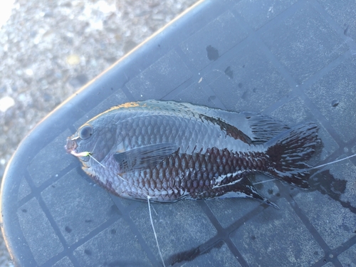 スズメダイの釣果