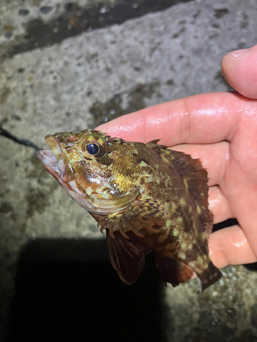 カサゴの釣果