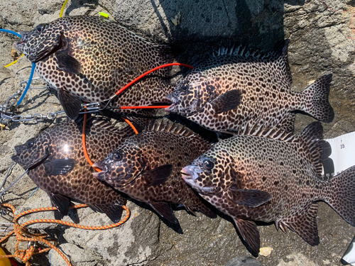 イシガキダイの釣果