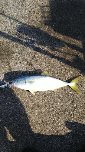 ワカシの釣果