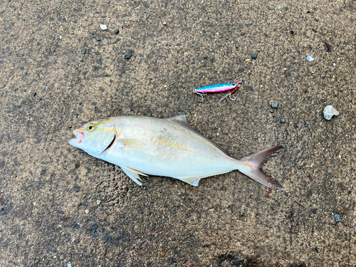 ショゴの釣果