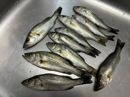 シーバスの釣果