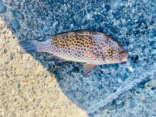 オオモンハタの釣果