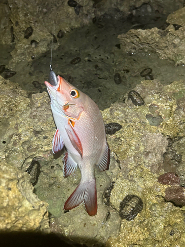 ヒメフエダイの釣果