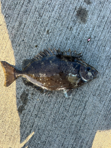 アイゴの釣果